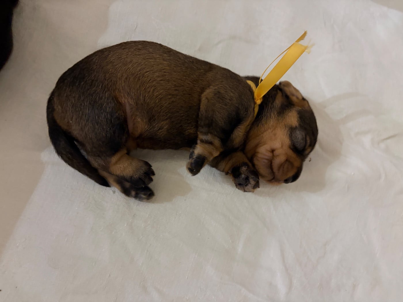 CHIOT 3