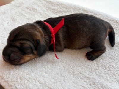 Les chiots de Teckel poil dur