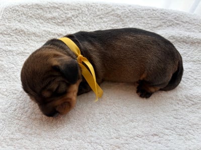 Les chiots de Teckel poil dur