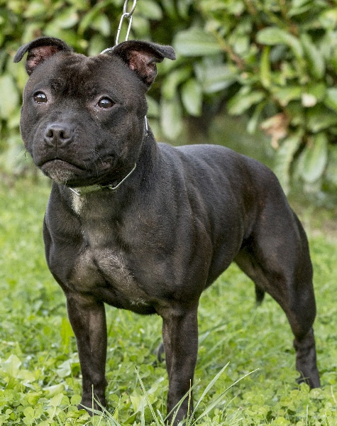 CH. Hades Des Montagnes Du Kurdistan