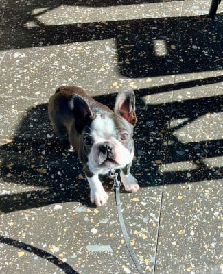 Les chiots de Boston Terrier