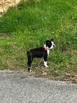 Les chiots de Boston Terrier