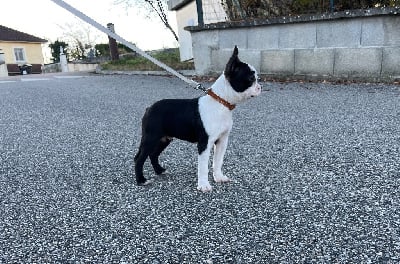 Les chiots de Boston Terrier