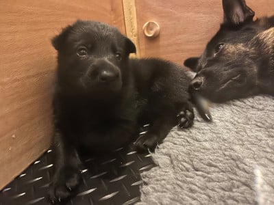 Les chiots de Berger Allemand
