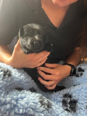 Les chiots de Berger Allemand