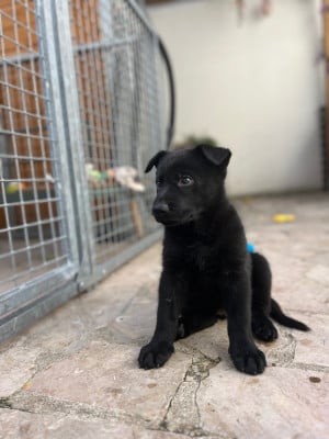 Les chiots de Berger Allemand