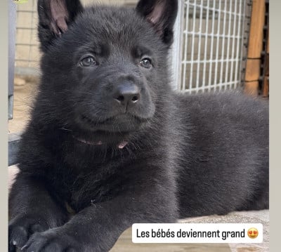 Les chiots de Berger Allemand