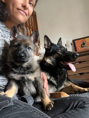 Les chiots de Berger Allemand