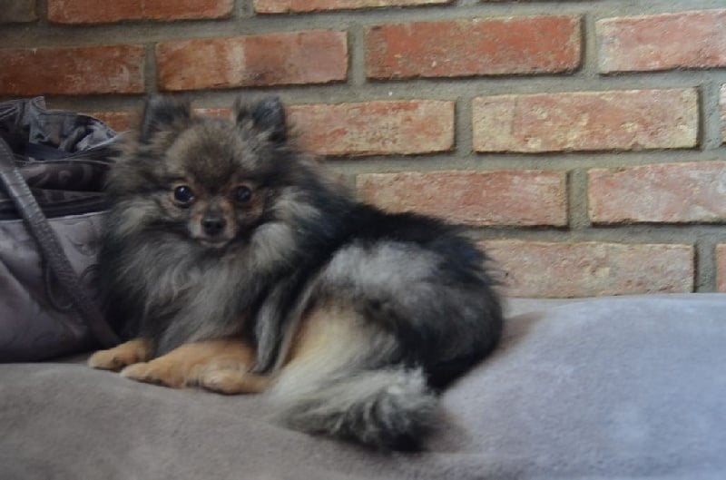 Publication : du temple des gardiens Auteur : Peggy Schwartz