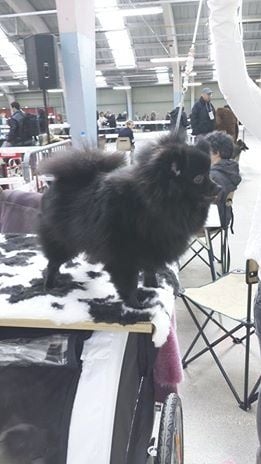 CH. Gladys (Sans Affixe) - CACS & CACIB EXCELLENT MEILLEURE DE RACE en classe ouverte