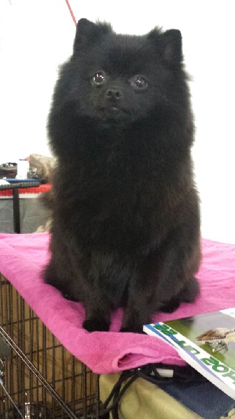 CH. Gladys (Sans Affixe) - 2ème EXCELLENT en classe ouverte