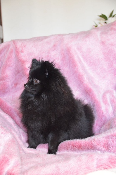 CH. Gladys (Sans Affixe) - 2ème TRES BON en classe ouverte