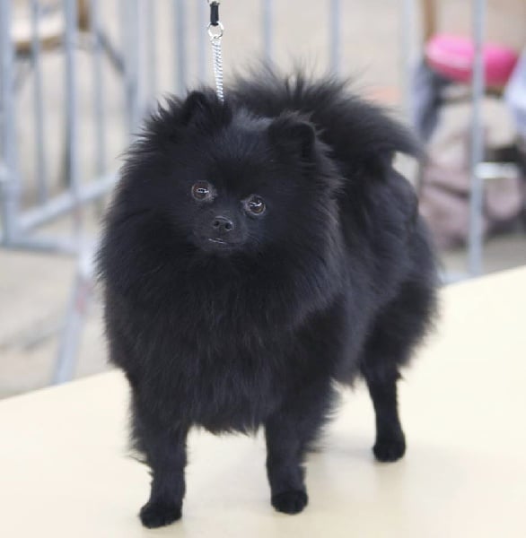 CH. Gladys (Sans Affixe) - CACS EXCELLENTen classe ouverte