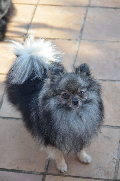 Heart of wolf du Crystal Noir - CACS & CACIB en Classe Ouverte