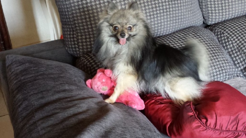 Heart of wolf du Crystal Noir - 1ére EXCELLENT en Classe Intermédiaire