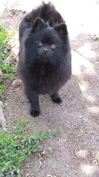 CH. Gladys (Sans Affixe) - CACS & CACIB EXCELLENTen classe ouverte