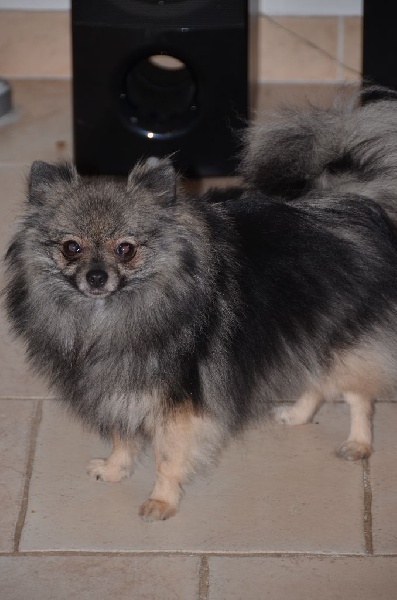 Heart of wolf du Crystal Noir - 1ère excellent classe ouverte