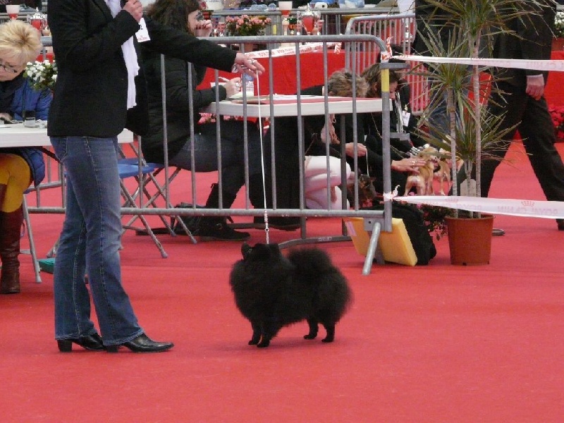 CH. Gladys (Sans Affixe) - CACS & CACIB EXCELLENT MEILLEURE DE RACE en classe ouverte