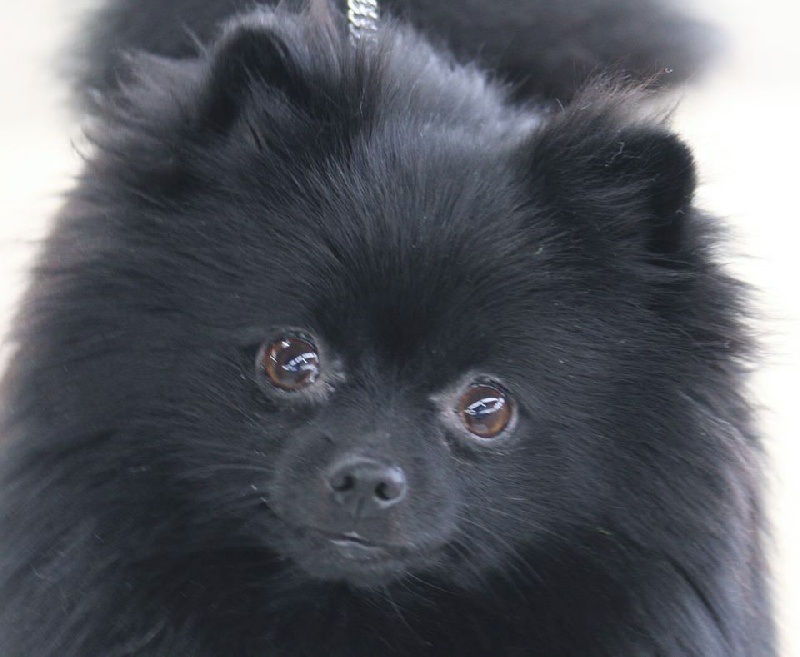 CH. Gladys (Sans Affixe) - CACS & CACIB en Classe Ouverte