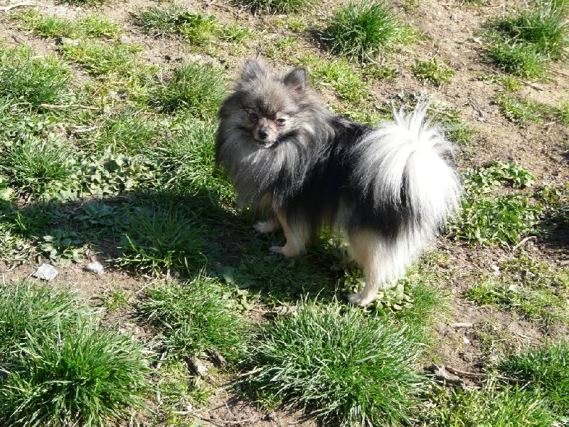 Heart of wolf du Crystal Noir - 2ème EXCELLENT en Classe Intermédiaire