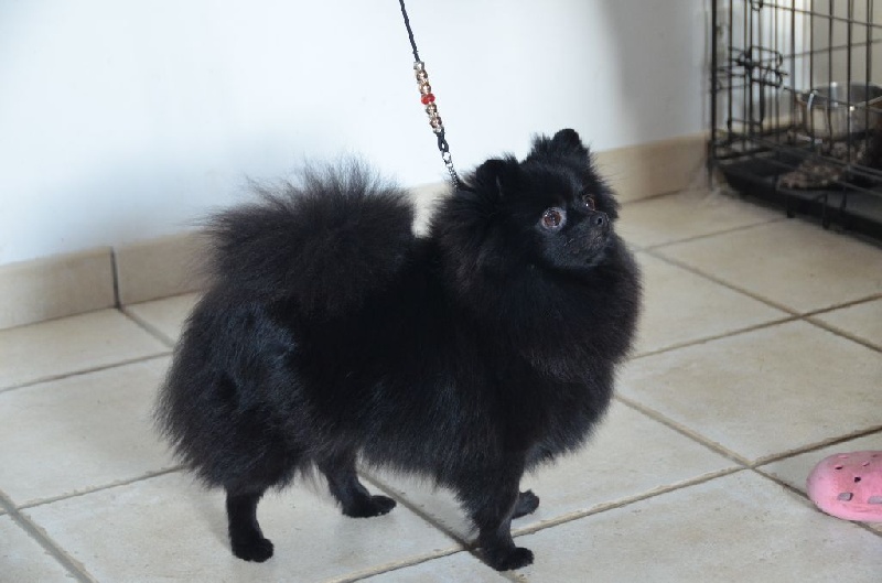 CH. Gladys (Sans Affixe) - CACS & MEILLEURE DE RACE en Classe Ouverte