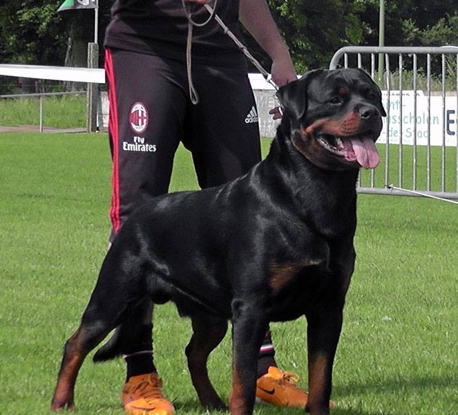 Publication : Imperial Warrior