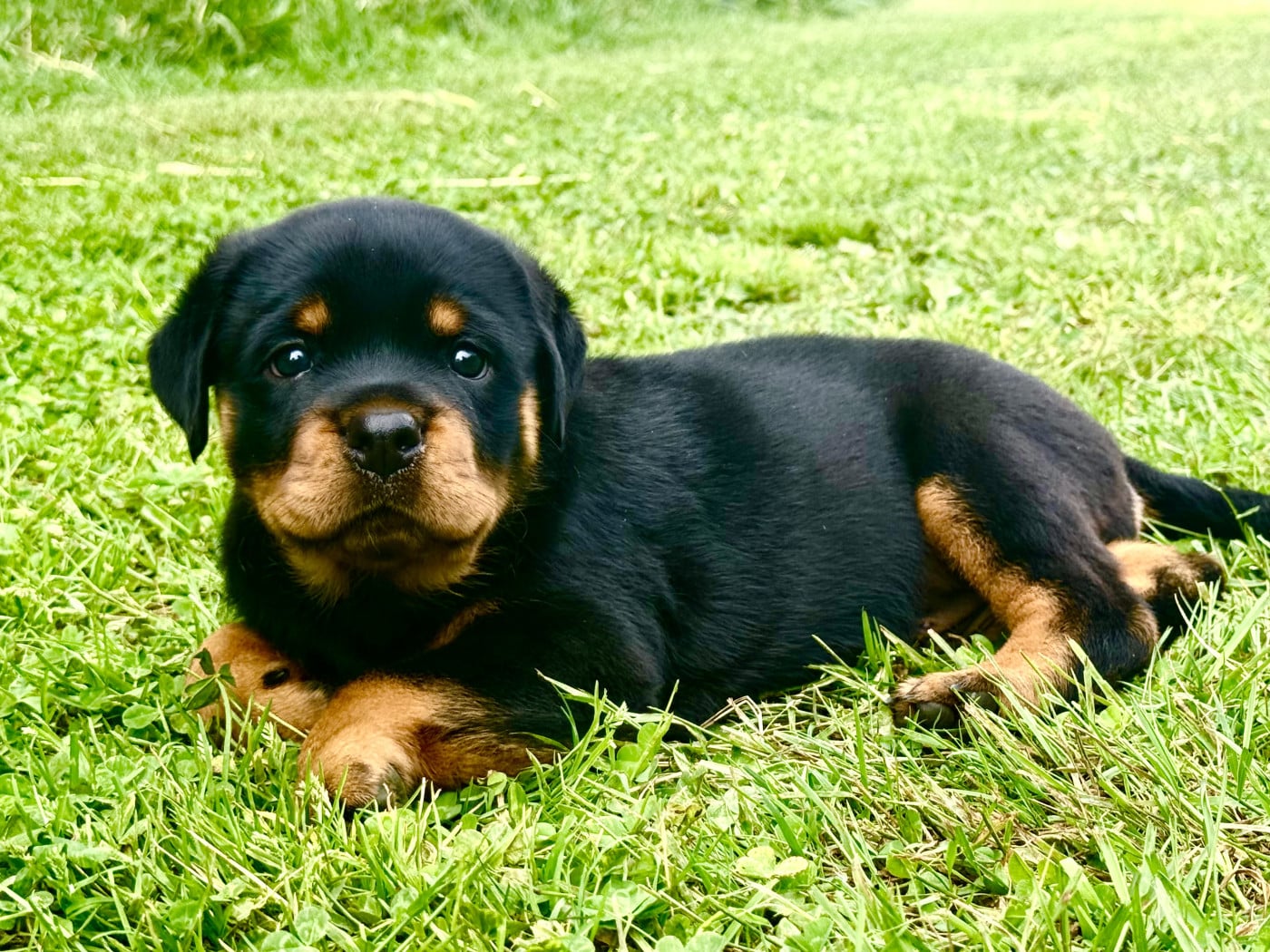 Rottweiler - Imperial Warrior