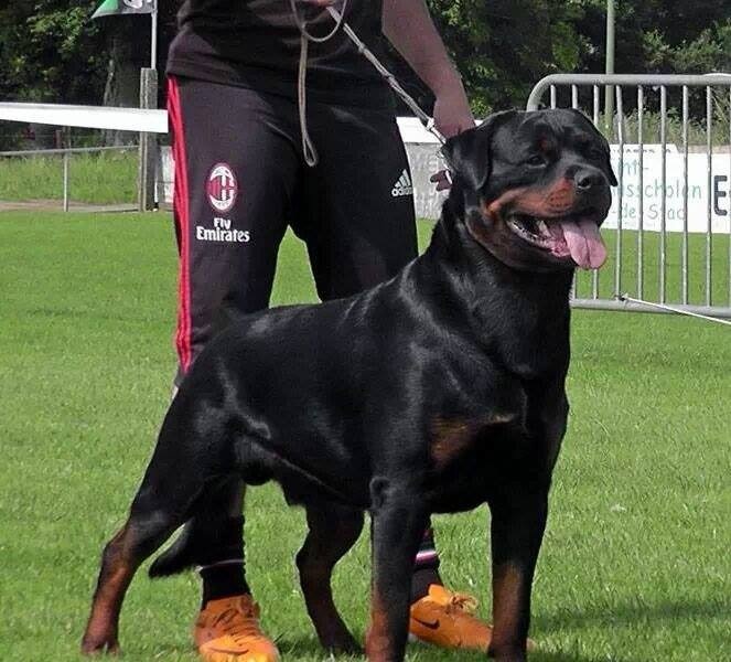 CH. Hatila iz tverskogo doma - Clubjeugwinner 2013