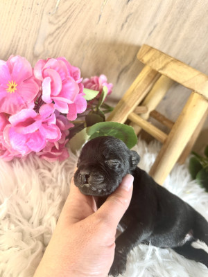 Les chiots de Staffordshire Bull Terrier