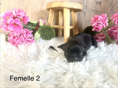 Les chiots de Staffordshire Bull Terrier