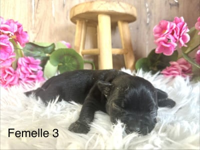 Les chiots de Staffordshire Bull Terrier