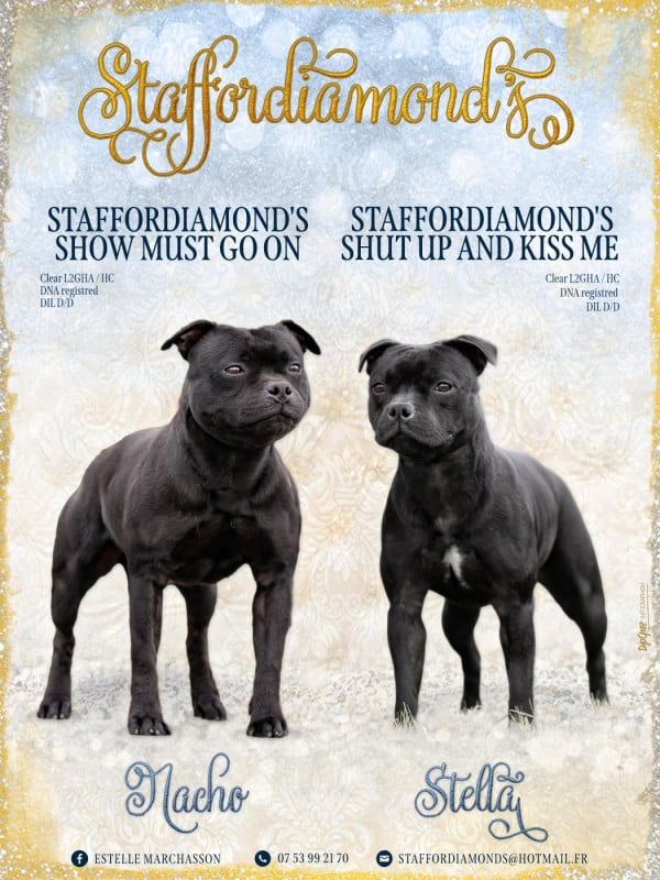 Staffordshire Bull Terrier - Staffordiamond's