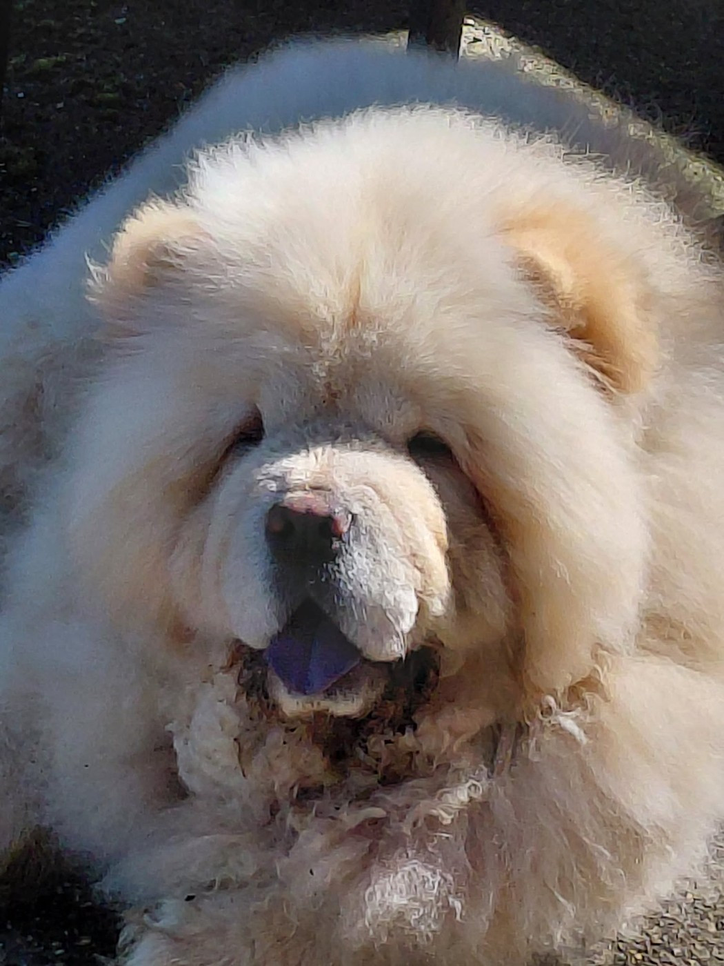 Aldo-artemis (Sans Affixe)