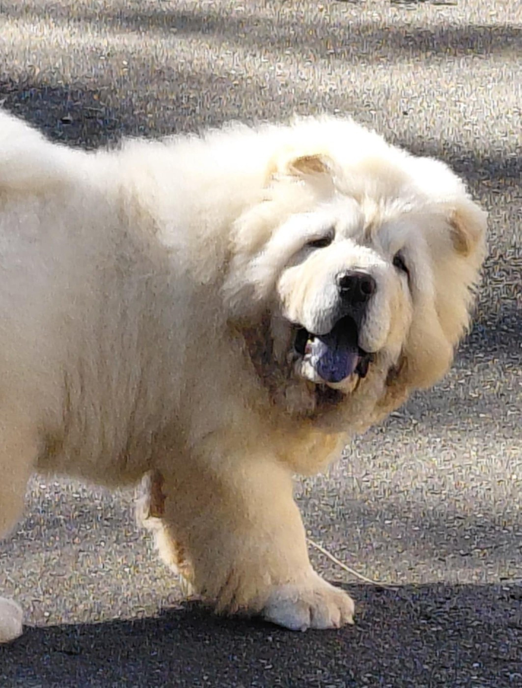 Aldo-artemis (Sans Affixe)