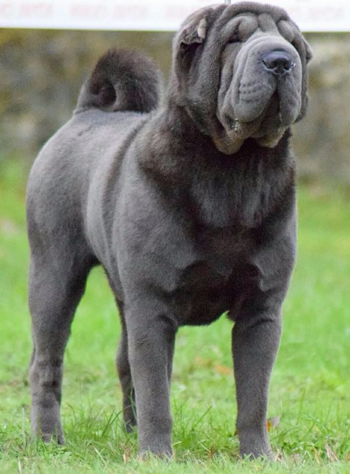 Publication : du Ferraillon