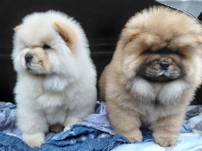 De L'Esprit De Buchido