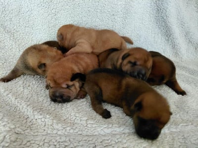 De L'Esprit De Buchido