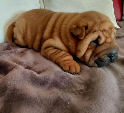 Les chiots de Shar Pei