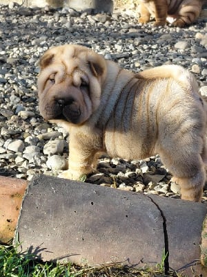 Les chiots de Shar Pei