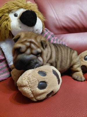 Les chiots de Shar Pei