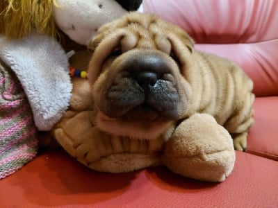 Les chiots de Shar Pei