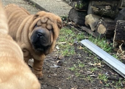 Les chiots de Shar Pei
