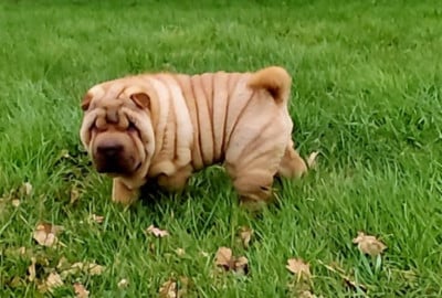 Les chiots de Shar Pei