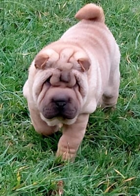 Les chiots de Shar Pei