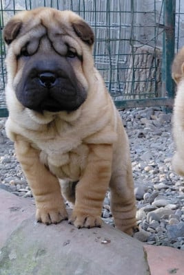 Les chiots de Shar Pei