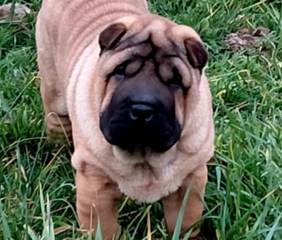 Les chiots de Shar Pei