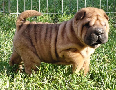 Les chiots de Shar Pei