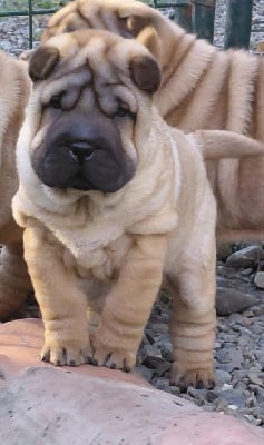 Les chiots de Shar Pei