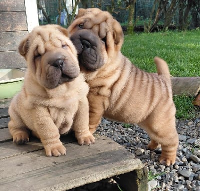 Les chiots de Shar Pei