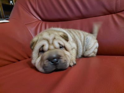 Les chiots de Shar Pei